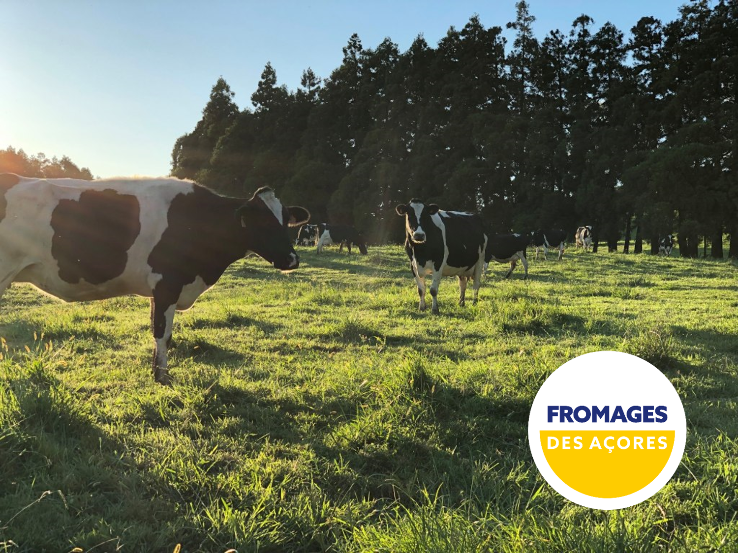 Vaches dans un champ